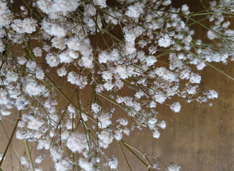 【随時追加】ドライフラワーに適した種類の一覧と作り方/簡単！ドライフラワーにできる花・葉・枝のリストとコツ | はなぴこ
